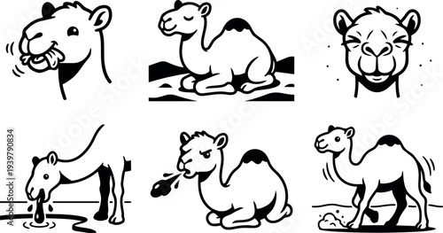 Line art camel icon set six poses showing drinking, spitting, walking, sitting, close up face, and grazing in desert bold vector