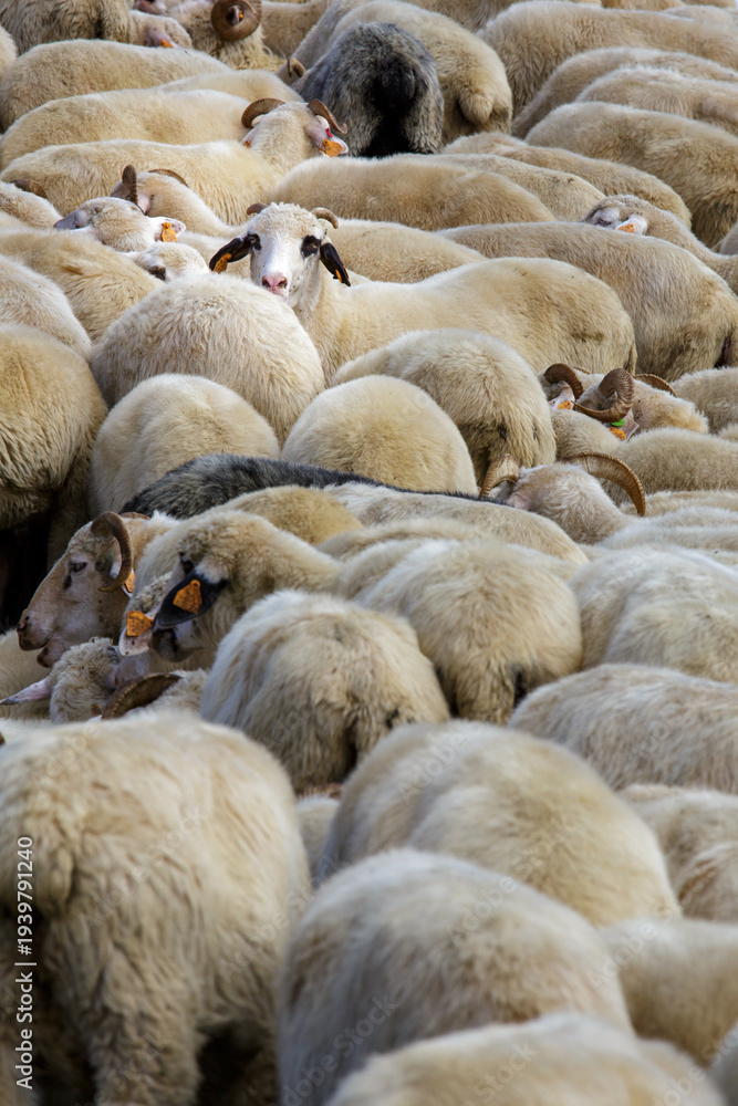 Fototapeta premium Dense flock white sheep orange ear tags crowded herd livestock farming agriculture wool animals