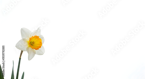 Wallpaper Mural A single daffodil flower with white petals and a yellow center Torontodigital.ca