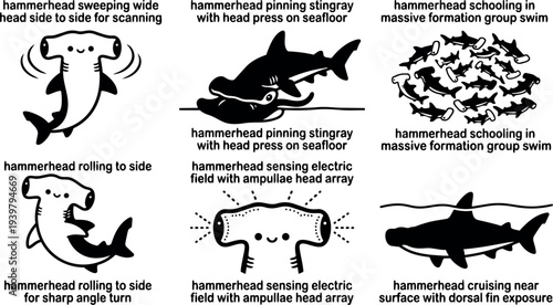 Flat line art vector infographic showing hammerhead shark behaviors close up head scanning rolling schooling pinning stingray cruising surface cute labeled
