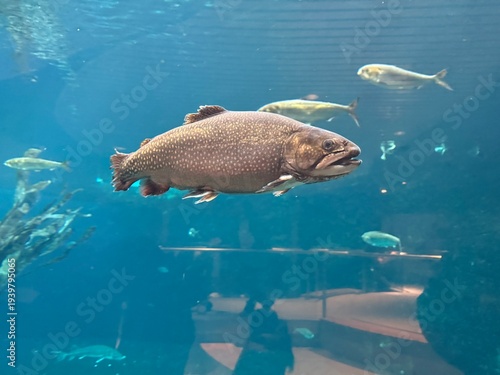 Slika na platnu Arctic char or Arctic charr (Salvelinus alpinus)