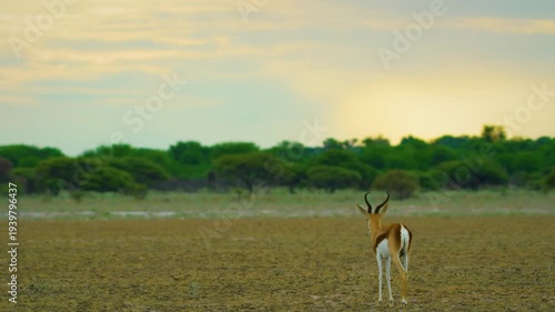A Young solo Springbok antelope (Antidorcas marsupialis) Walking in plains of Kalahari Game Reserve.