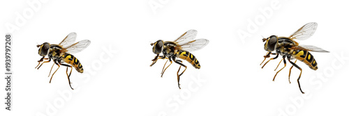 Schilderij op canvas Set of Hoverflies Syrphid Flies Isolated on White Background, Detailed Macro Ill