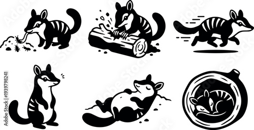 Tattoo flash six playful bandicoot poses vector set showing foraging gnawing log running sitting rolling and sleeping in bold black