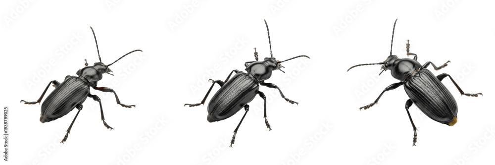 Obraz premium Ground Beetle Carabidae Isolated on White Background Black Predatory Insect Macro Photography Set Triple Angle View Garden Beneficial High Quality Digital Asset Stock