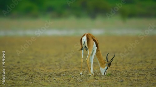 A Newborn young springbok antelope (Antidorcas marsupialis) standing in middle of the plains of Kalahari Game Reserve of Africa.