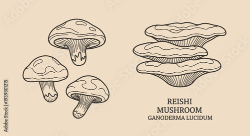 Reishi Mushroom Illustration Set