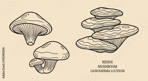 Reishi Mushroom Ganoderma Lucidum Illustration