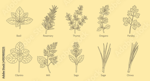 Herbs and Spices Collection