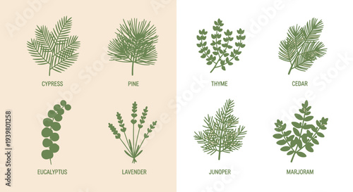 Assorted Green Leaves and Herbs Collection