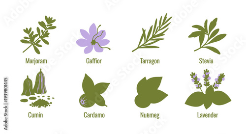 Set of Various Herbs and Spices Icons