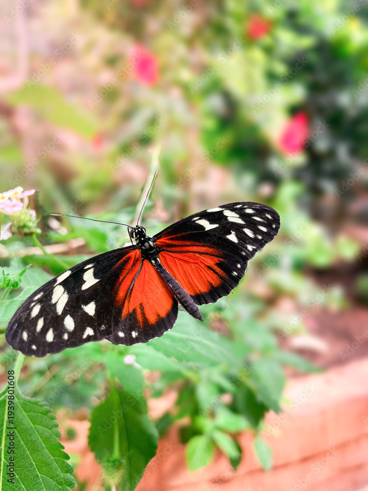 Fototapeta premium Butterfly with red black orange wings in garden macro on flower with bokeh background wildlife insect closeup photo raw.