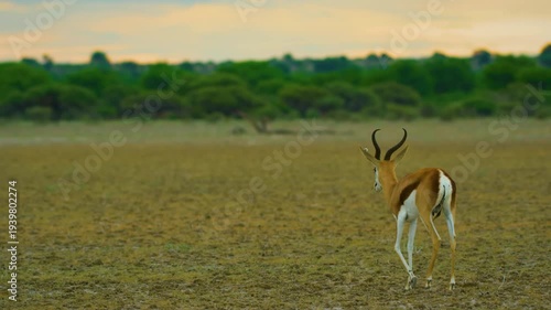 A Young solo Springbok antelope (Antidorcas marsupialis) Walking in Savanah.