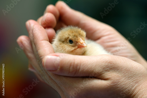 baby chick in the palm