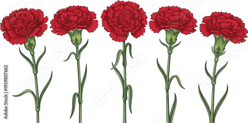 Set of five beautiful red carnation flowers with long green stems isolated on white background for Mothers Day wedding floral decoration and botanical design