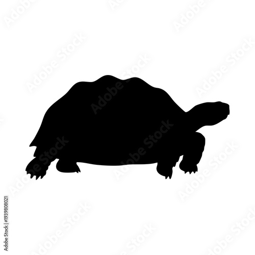 Tortoise silhouette vector illustration