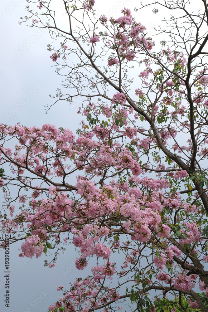 Fototapeta premium Blooming pink trumpet tree branches against a cloudy sky in spring