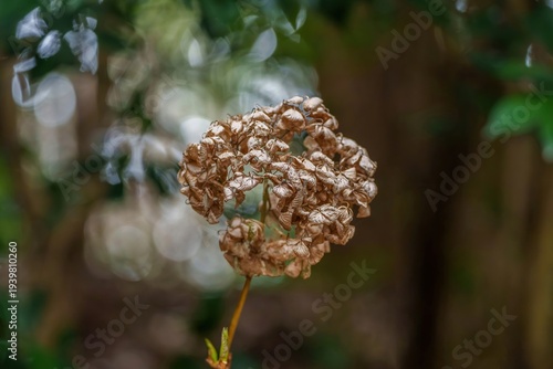 冬の庭に佇む枯れたアジサイのドライフラワー