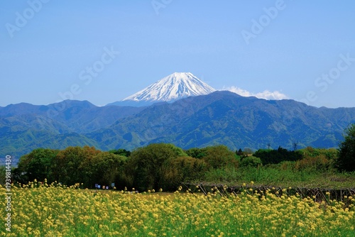 菜の花と富士山の風景