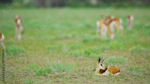 Baby newborn springbok antelope (Antidorcas marsupialis) in serengeti national park of tanzania, africa. 
