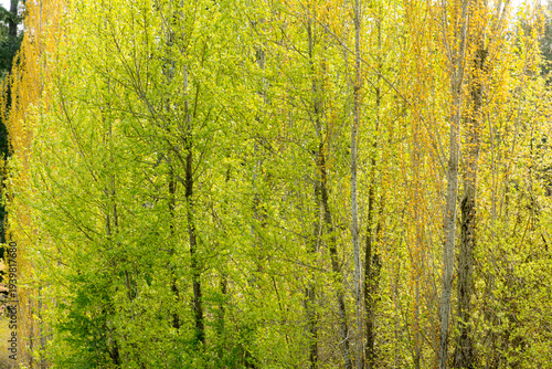Canada, BC, Saltspring Island.  A leafy forest of alder and aspen trees in springtime.