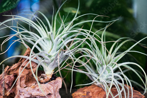Silver Tillandsia Air Plants Mounted on Natural Driftwood in a Botanical Display
