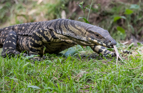 Tableau sur toile Lace Monitor on the hunt