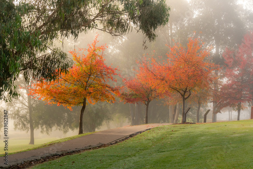 Tableau sur toile Autumn colours on a foggy morning