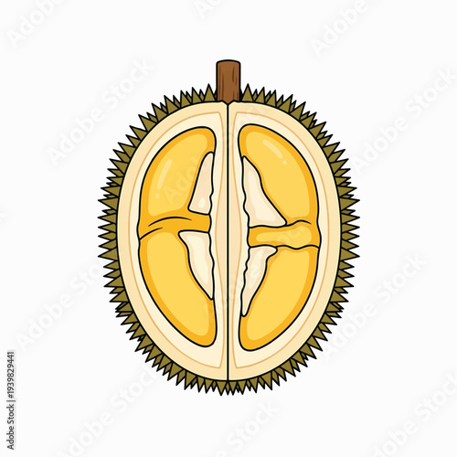 A vibrant, cross-section illustration of a ripe durian, revealing its creamy yellow flesh divided into segments within a spiky outer husk.