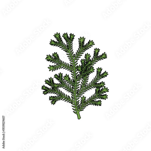 A green, stylized illustration of a conifer branch with small, dense, feathery leaves, isolated on a white background.