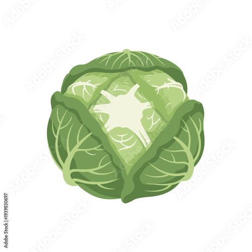 A fresh, whole green cabbage head, viewed from above, with distinct leaf layers in a simple, clean illustration style on a white background.