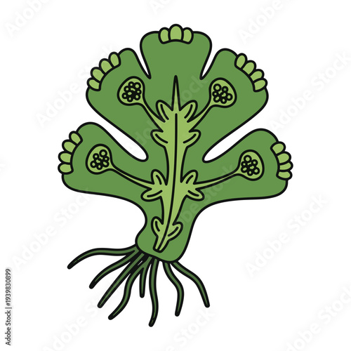 Stylized green illustration of a liverwort plant, possibly Marchantia, showing a lobed thallus with rhizoids and reproductive structures like gemma cups.