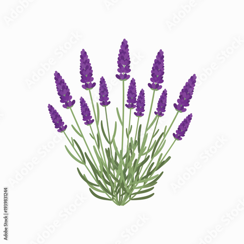An illustration of a lavender plant with vibrant purple flower spikes and green foliage, depicted on a white background in a simple, flat, and stylized vector art style.