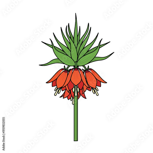 Illustration of a Crown Imperial flower, showing vibrant orange-red bell-shaped blossoms beneath a crown of pointed green leaves on a white background.