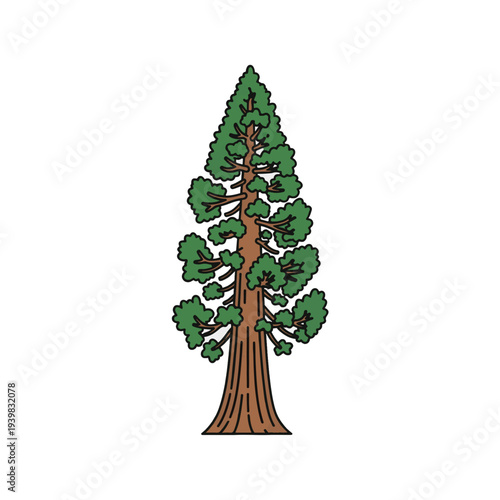 A stylized illustration of a tall, green and brown coniferous tree with a thick trunk and leafy branches, set against a plain white background.