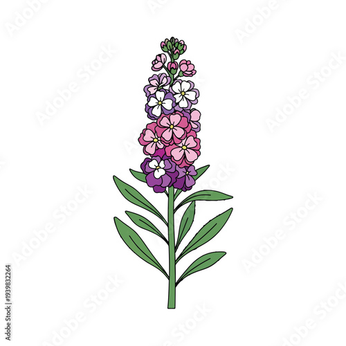Colorful illustration of a stock flower (Matthiola incana) featuring a tall spike of pink, purple, and white blossoms with green leaves, in a simple line art style.