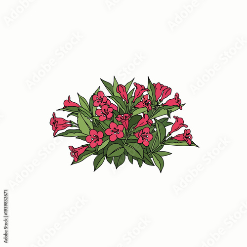 A vibrant illustration of a flowering plant featuring a cluster of pink-red, bell-shaped blossoms and lush green leaves on a white background.