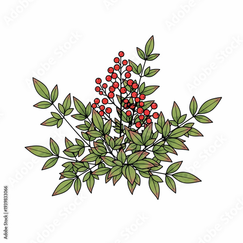 A digital illustration of a plant featuring green leaves with reddish undertones and abundant clusters of small, bright red berries, set against a clean white background.