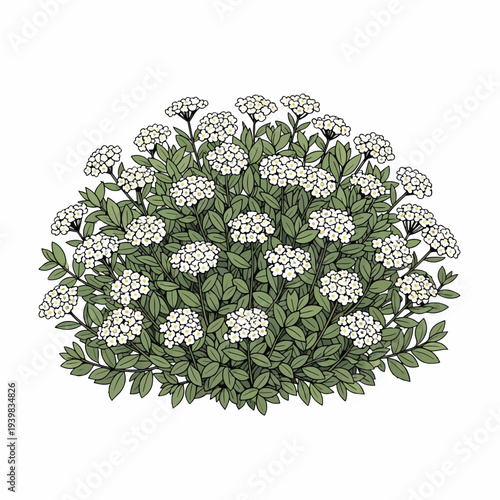 A detailed illustration of a rounded shrub covered in clusters of small white flowers and dark green leaves, set against a white background.