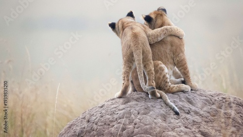 Obraz na plátne Brotherly Embrace: Lion Cubs on the Savanna