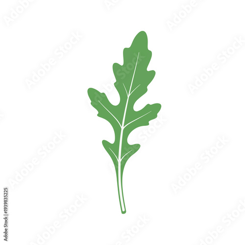 A single, green arugula leaf with a white stem and veins, on a white background. The leaf has deeply lobed edges.