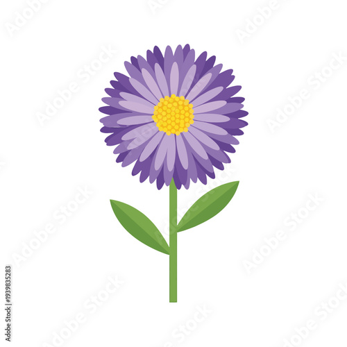 A vibrant purple aster with a yellow center, green stem and leaves on a white background.