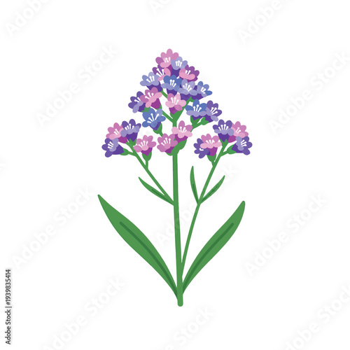 A stylized illustration of a flowering plant with clusters of small purple and pink blossoms on a green stem with two long green leaves against a white background.