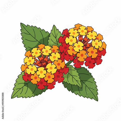 A vibrant illustration of Lantana flowers, featuring clusters of red, orange, and yellow blooms with green leaves against a white background.
