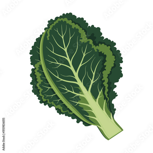 An illustration of a vibrant green leafy vegetable, possibly kale or lettuce, with ruffled edges and visible veins, isolated on a white background.