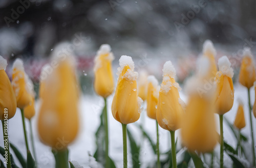 Quadro su tela Yellow tulips covered with fresh white snow in early spring garden
