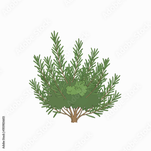 An illustration of a bushy green plant with needle-like leaves and a visible stem, likely rosemary, on a white background.