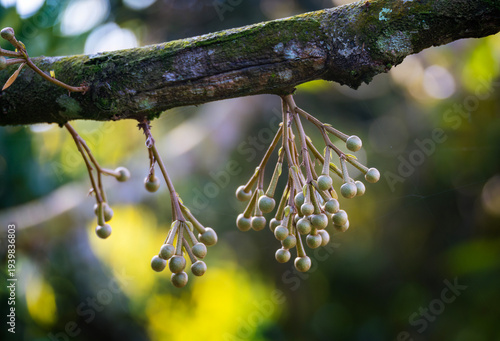 Close-up of Durian Flower Buds Hanging from a Tree Branch