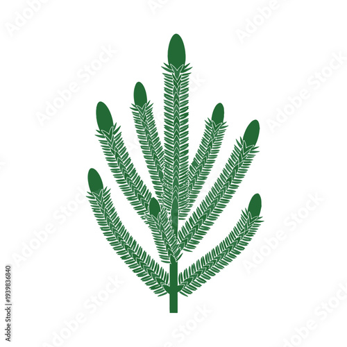 A stylized green evergreen branch with pointed needles and buds at the tips, set against a white background.