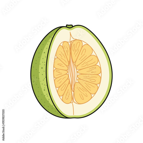 A sliced green pomelo reveals its juicy, segmented flesh and thick rind, presented as a clean, stylized illustration.